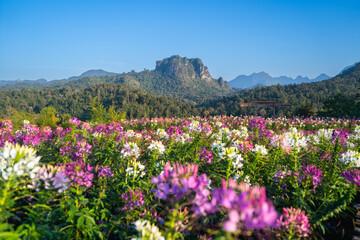 Obraz premium A vibrant field of colorful flowers in bloom, set against a backdrop of mountains and clear blue sky.