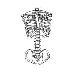 a black and white drawing of a human torso skeleton