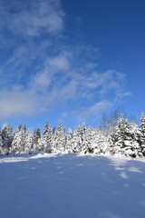 A snow-covered forest after the storm, Sainte-Apolline, Québec, Canada