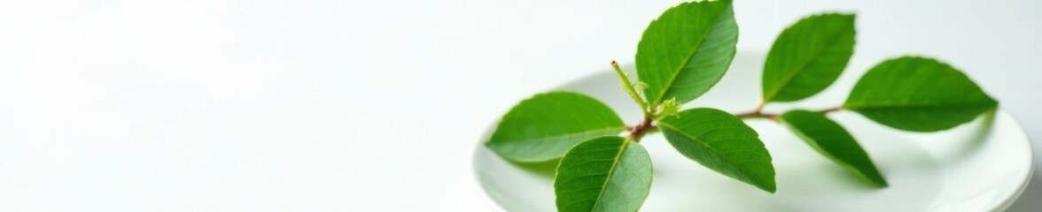 Naklejka premium A single branch of fresh Ziziphus mauritiana leaves on a white plate, , plant