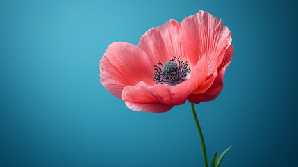 A single pink poppy blossom is displayed against a blue background
