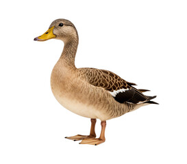 Obraz premium Domestic duck isolated on white background