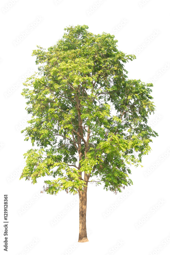 Wall mural green tree isolated on transparent background with clipping path, single tree with clipping path and