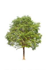 Green tree isolated on transparent background with clipping path, single tree with clipping path and alpha channel. are Forest and foliage in summer for both printing and web pages.