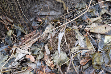 A hedgehog in a state of winter hibernation.