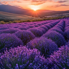 Fototapeta premium Lavender field at sunrise with soft golden light.