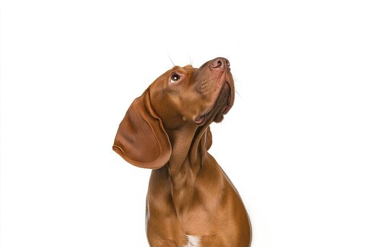 A close-up portrait of a brown dog looking upwards with a curious expression against a white background. - Powered by Adobe