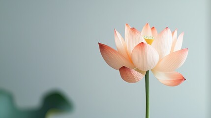 Obraz premium Elegant Lotus Flower Representing Purity, Tranquility, and Beauty in Soft Pastel Colors Against a Minimalist Background