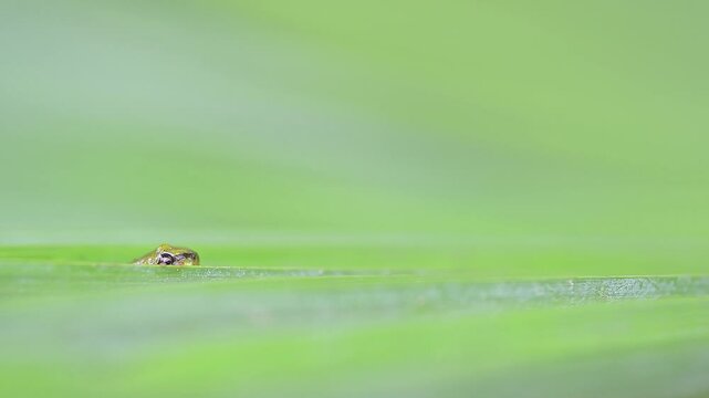 Young Italian tree frog, the breath (Hyla intermedia)