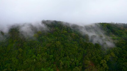 Fog rolling over lush tropical rainforest canopy
