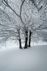 Icy tree branches covered with snow in the bitter winter frost