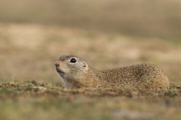 Portrait of a european ground squirrel in its nature habitat. Spermophilus citellus
