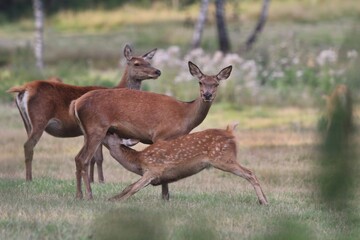 A fawn red deer sucks milk. herd of deers in summer landscape. Wildlife scene from summer forest. Cervus elaphus
