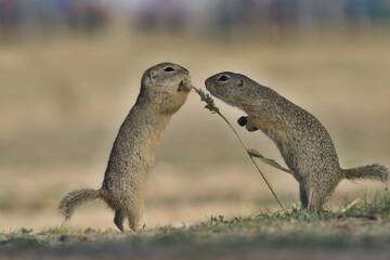 Two cute young european ground squirrels pose on the field. Spermophilus citellus