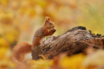 A cute european red squirrel sits on a tree stump and eats a nut. Sciurus vulgaris. Portrait of a red squirrel. 