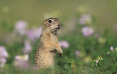 A baby european ground squirrel poses on the flowering meadow. Spermophilus citellus