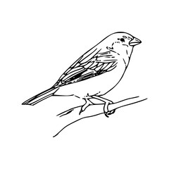 a black and white drawing illustration of a bird