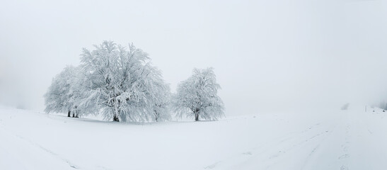 Fototapeta premium Trees and fields covered with a thick layer of snow emerge from the fog creating a dreamy scenery