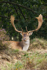 stag with magnificent antlers in the forest, lovely male fallow deer among heather, stag on the heather, magnificent stag lying in the meadow, vertical fallow deer