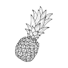 a detailed drawing of a pineapple illustration