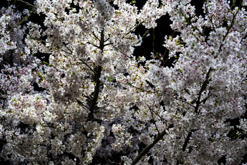 cherry blossoms in the night
