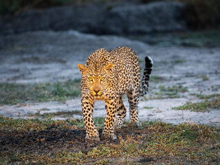 A large male leopard (Panthera pardus) advances head-on at dusk in Sabi Sands game reserve, South...