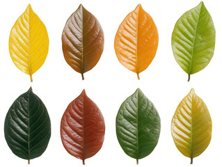 Obraz premium Colorful autumn leaves, a vibrant display of nature's transformation