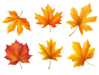 A colorful autumn tapestry, four maple leaves in shades of red, orange, and yellow