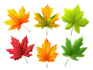 Fototapeta premium Colorful autumn display, four maple leaves in red, orange, yellow, and brown hues