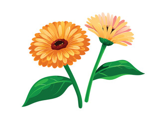 orange gerber flower vector