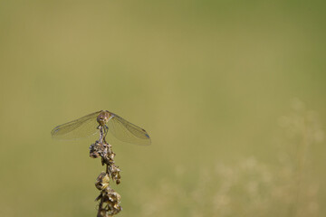 red damselfly in the meadow, red dragonfly in sunshine and green background, damselfly from close...