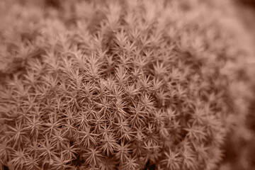 Beautiful moss, toned in mocha mousse shade. Color of 2025 year