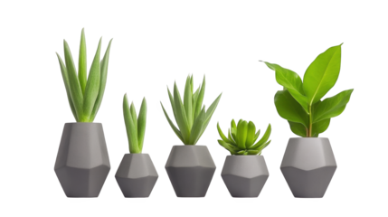 Three white ceramic vases with lush green plants, a touch of natural elegance for home decor