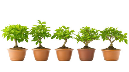 Flourishing trio, three potted trees cultivate green serenity in minimalist decor