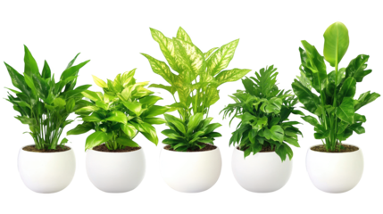 Lush greenery flourishes, plants in a modern white pot bring nature indoors green