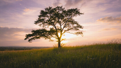 Fototapeta premium Solitary Tree at Sunset: A lone tree stands tall on a grassy hill, silhouetted against a vibrant sunset, with hues of pink, orange, and purple painting the sky.