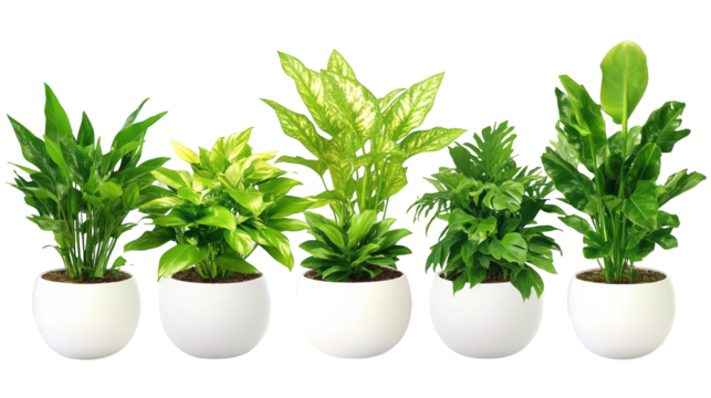 Lush greenery flourishes, plants in a modern white pot bring nature indoors green