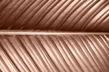 Leaf of plant in mocha mousse color, closeup. Trendy color of 2025 year