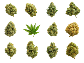 Intricate closeup, exploring the texture and detail of dried cannabis flowers closeup