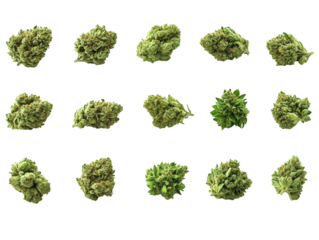 Closeup of vibrant green cannabis buds on a contrasting dark background green