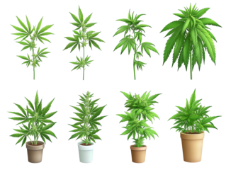 Closeup of vibrant green cannabis leaves isolated on a clean white background green