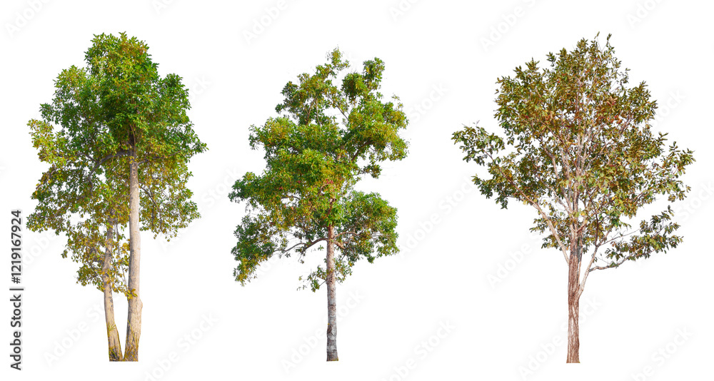 Poster png high quality collection tree transparent background, easy to drag and drop