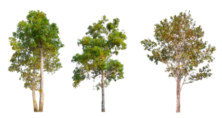 PNG high quality collection tree transparent background, easy to drag and drop