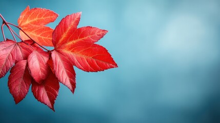 A striking image showcasing vibrant red autumn leaves against a soothing blue backdrop, highlighting nature's beauty during the fall season's transformation.