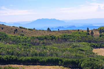 Obraz premium A lush green hillside with a mountain in the background