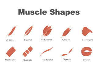 muscle shape flat design illustration