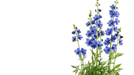Fototapeta premium Graceful Blue Delphinium Flowers with Tall Spikes on White Background