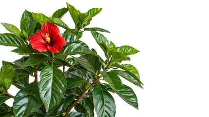 Striking Red Hibiscus Flower with Lush Green Leaves on Isolated White Background