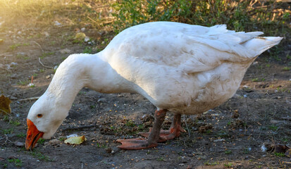 A big white goose eats something from the ground