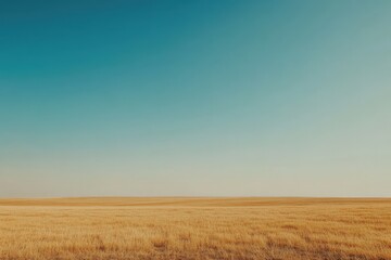 Obraz premium Expansive golden grassland under a clear blue sky